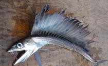 ?美國海灘驚現(xiàn)恐怖怪魚，滿嘴獠牙會吃人