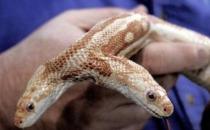 ?雙頭蛇驚現(xiàn)南京，經(jīng)常自己互相廝咬