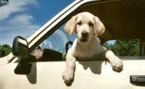 暈車的癥狀和表現-暈車怎么治療？