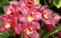 大花蕙蘭的養殖方法是什么？