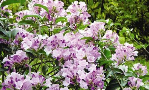 家居防蚊的措施-夏季防蚊植物有哪些?