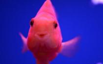 鸚鵡魚怎么養(yǎng)？鸚鵡魚常見病有哪些？