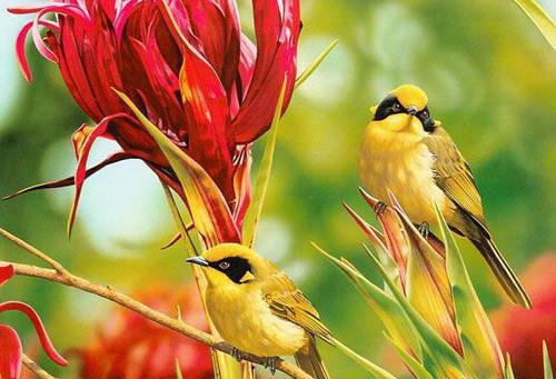 杜鵑啼血的典故故事傳說