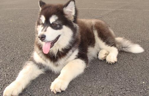 阿拉斯加雪橇犬怎么訓(xùn)練？