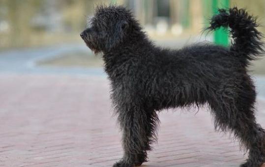 波利犬如何喂養？波利犬多少錢一只？