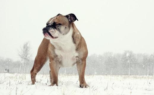 英國斗牛犬怎么訓練？英國斗牛犬怎么養？