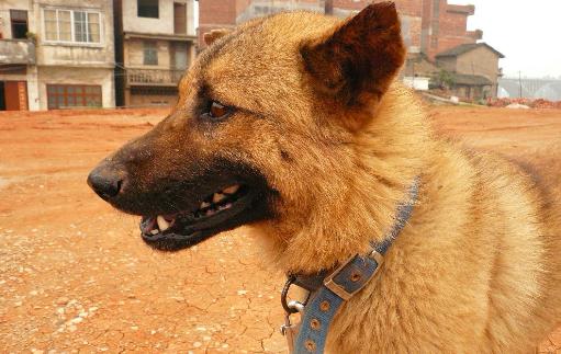 中華田園犬是什么狗？中華田園犬怎樣訓練？