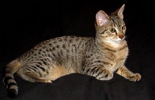 埃及貓怎么養?埃及貓的生活習性