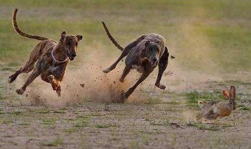 格力犬多少錢能買到?格力犬如何喂養?