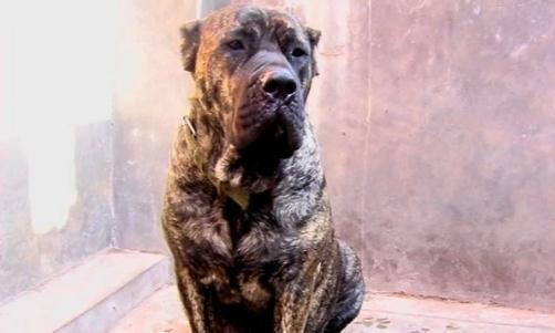 加納利犬多少錢能買到?加納利犬怎么養(yǎng)?