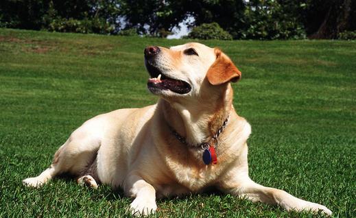 拉布拉多是什么狗?拉布拉多犬如何喂養(yǎng)?