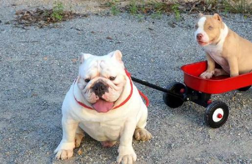 美國惡霸犬是什么?美國惡霸犬怎么養?