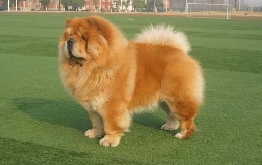 松獅應該怎么喂養？松獅多少錢一只？