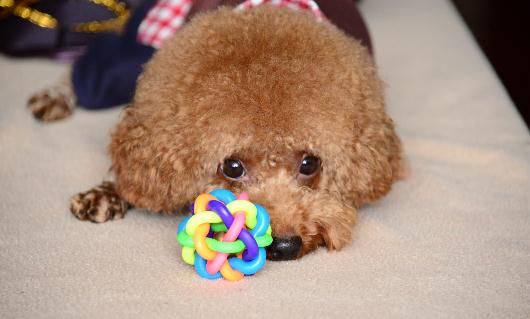 泰迪怎么養?泰迪多少錢能買到?