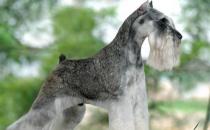 雪納瑞多少錢一條？雪納瑞怎么喂？