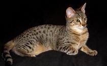 埃及貓?jiān)趺答B(yǎng)？埃及貓的生活習(xí)性