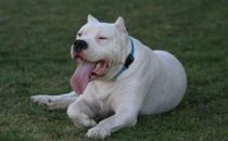 杜高犬多少錢一條？杜高犬如何喂養(yǎng)？