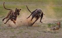 格力犬多少錢能買到？格力犬如何喂養？