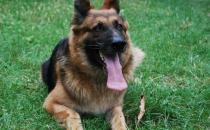 黑貝怎么訓練？黑貝多少錢一條？