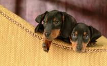 臘腸犬如何喂養？臘腸犬多少錢？