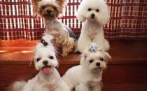 馬爾濟斯犬如何喂養？馬爾濟斯犬怎樣訓練？