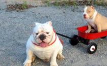 美國惡霸犬是什么？美國惡霸犬怎么養？