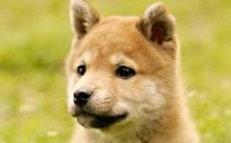 秋田犬是什么品種？秋田犬怎么養(yǎng)？