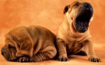 沙皮狗多少錢一只？沙皮犬怎樣訓練？