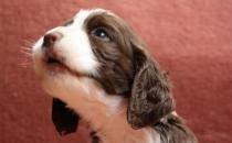 史賓格犬如何喂養？史賓格犬的簡介