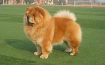 松獅應該怎么喂養？松獅多少錢一只？