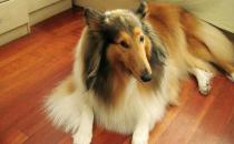 蘇牧是什么狗？蘇牧好養嗎？