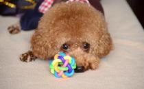 泰迪怎么養(yǎng)？泰迪多少錢(qián)能買(mǎi)到？