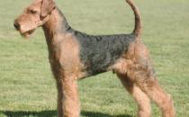 萬能梗的簡介-萬能梗怎么養(yǎng)？