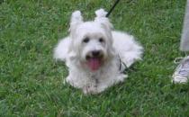 西高地白梗多少錢一條？西高地白梗怎么養(yǎng)？