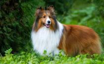 喜樂(lè)蒂牧羊犬怎樣訓(xùn)練？喜樂(lè)蒂牧羊犬的簡(jiǎn)介