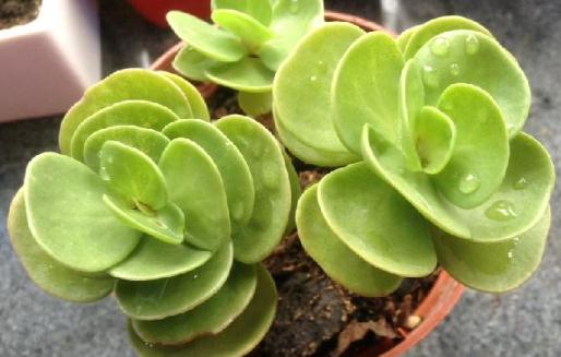 金錢木怎么養殖?金錢木的簡介