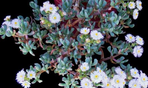 白鳳菊的養(yǎng)殖方法-白鳳菊的簡(jiǎn)介