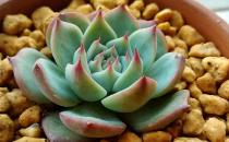 吉娃蓮的養殖方法-吉娃蓮的簡介