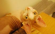 斯芬克斯貓怎么養？斯芬克斯貓的生活習性