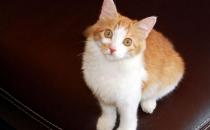 土耳其安哥拉貓的生活習(xí)性是什么？