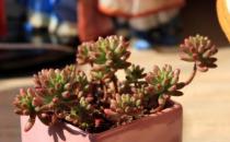 虹之玉是什么？虹之玉的養殖方法