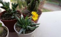 黃花照波的簡介-黃花照波的養殖方法