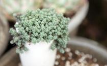 姬星美人的養殖方法-姬星美人的簡介