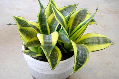 虎皮蘭對家居環境的影響-虎皮蘭是什么?