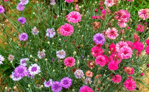 矢車菊的簡介-矢車菊怎么種植?