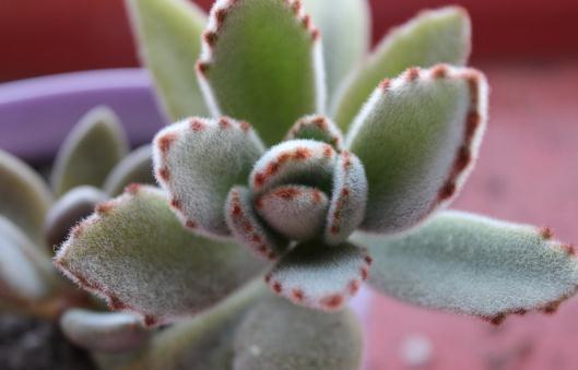 月兔耳的養(yǎng)殖方法-月兔耳是什么?