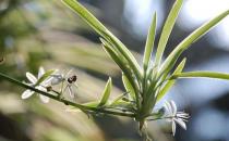 吊蘭的品種有哪些？吊蘭的花語