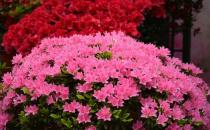 杜鵑花的介紹-杜鵑花如何養(yǎng)護(hù)？
