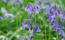 風信子是什么？風信子對家居環境的影響