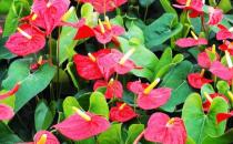 紅掌是什么？紅掌對家居環(huán)境的影響